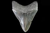 Serrated, Fossil Megalodon Tooth - Georgia #81691-2